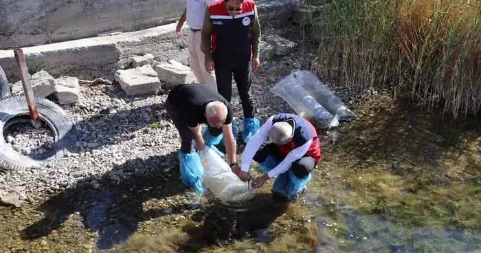 Sivas’taki göller yavru balıklarla buluştu