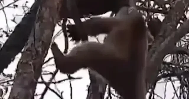 Karabük te ağaçta mahsur kalan yavru ayı kurtarıldı VİDEO İZLE
