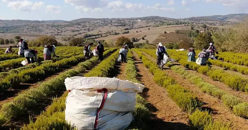 Türkiye’nin üretim merkezinde beklenen hasat başladı: 1000 dönümlük alanda tonlarca ürün toplanıyor Sözcü Gazetesi