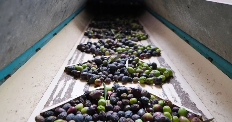 Zeytinde bereket azaldı! Kuraklık ve yok yılı üreticinin belini büküyor