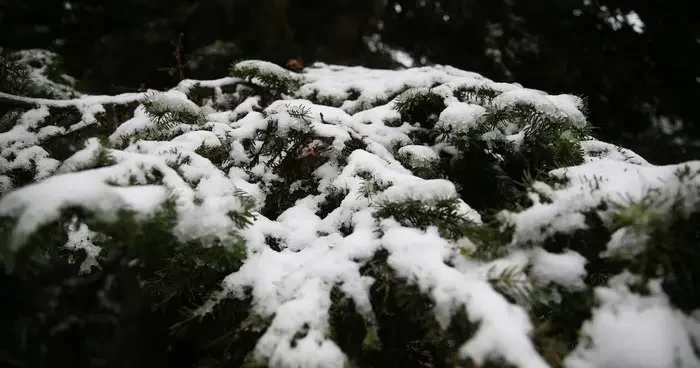 Ilgaz Dağı nda kar ve sis etkili oldu