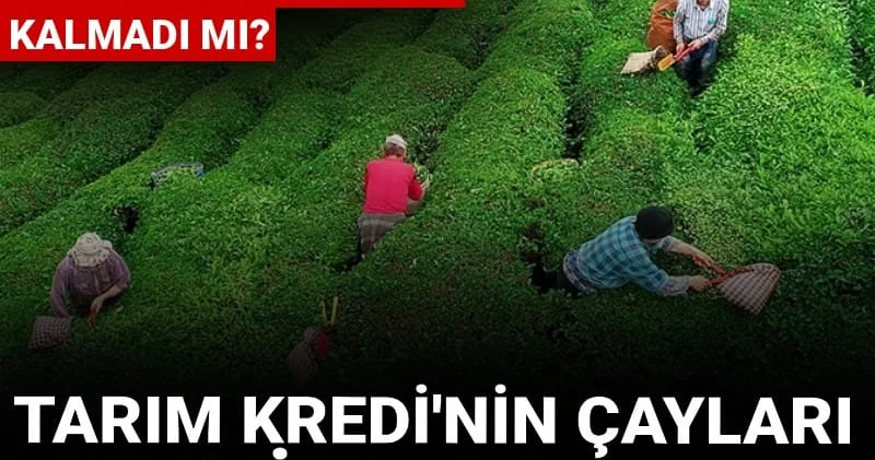 Tarım Kredi nin çayları AKP li başkandan: Karadeniz de üretici kalmadı mı?