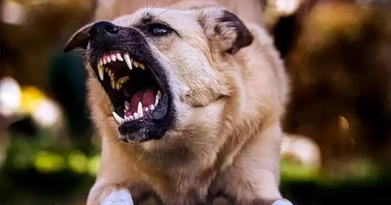 Sokak köpeğinin en çok olduğu ülkeler açıklandı! Türkiye de kaç tane var?