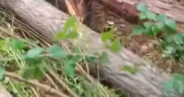 Osmaniye de fırtına: Ağaçlar kökünden söküldü VİDEO İZLE