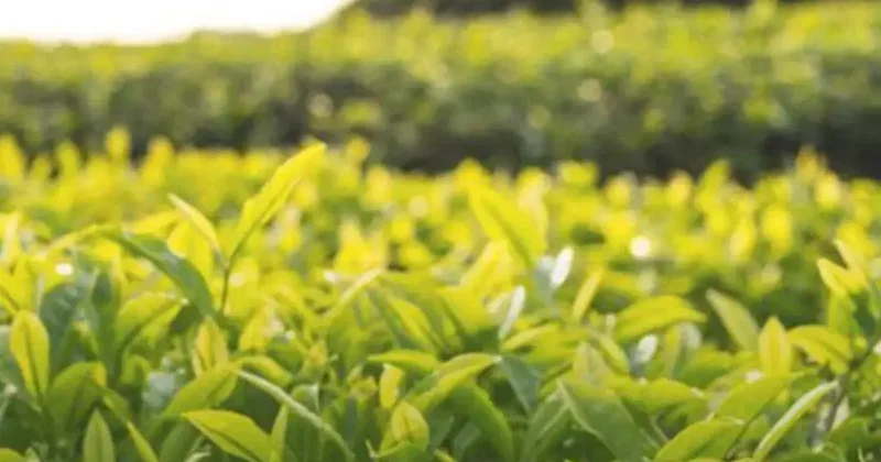 Tarım ve Orman Bakanlığı: Çay bedeli 25,44 TL olarak belirlenmiştir