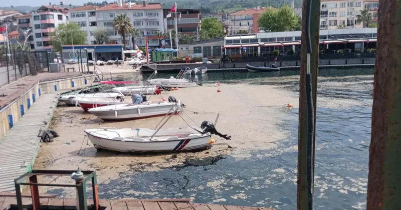Müsilaj balıkçılara ağır darbe vurdu!
