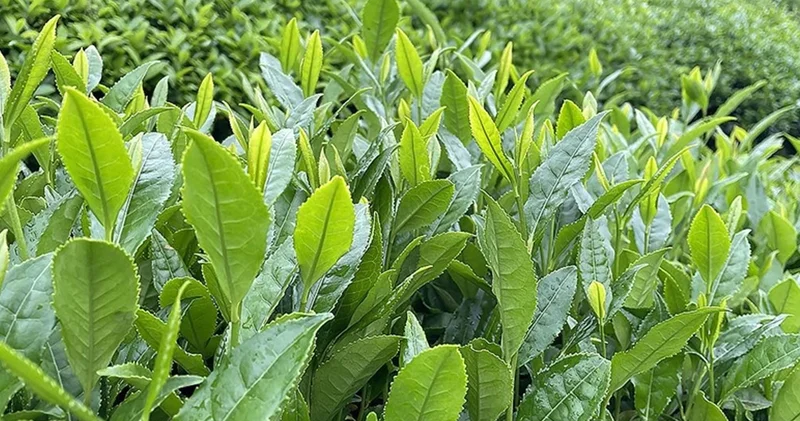 Tarım Bakanlığı, yaş çay alım fiyatını açıkladı