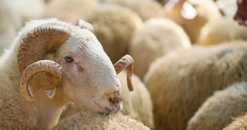 Kurban Bayramı ne zaman? 2025 Kurban Bayramı hangi tarihte, ayın kaçında idrak edilecek?