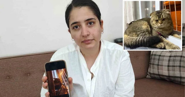 Adana da kayıp kedi krizi: Diablo bulunmazsa evlilik bitecek Gündem Haberleri