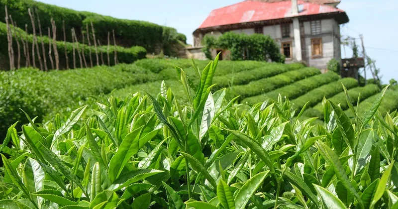 Yaş çay alım fiyatı belli oldu