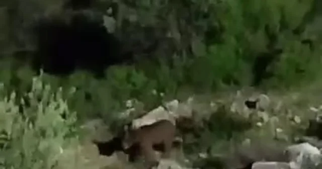 Sakarya da mahalle yakınlarına inen bozayılar kamerada Sakarya Haberleri