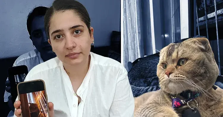 Evliliğinin kaderi bu kediye bağlı... Eşim beni boşayacak