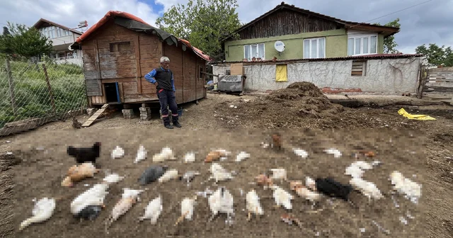 Başıboş köpekler, bahçedeki tavuk ve ördekleri öldürdü Kocaeli Haberleri