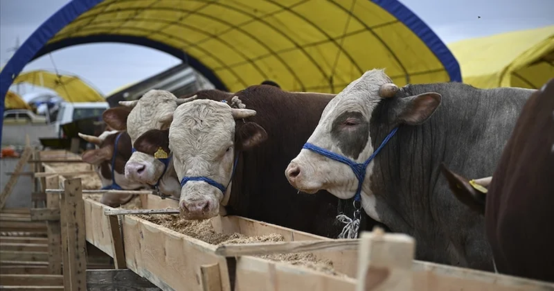 Bayram yaklaşırken kurban pazarı hareketlendi: 2025 kurbanlık fiyatları ne kadar? Sözcü Gazetesi
