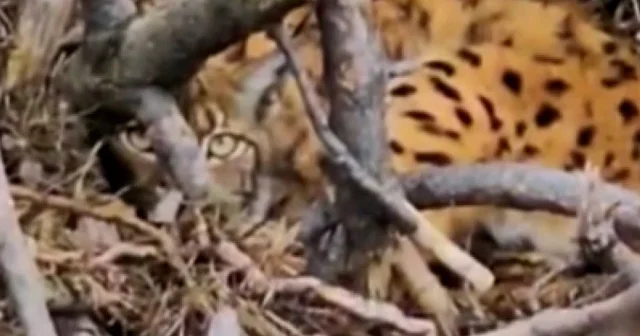 Bolu’da nesli tükenmekte olan vaşak ve yavruları kamufle oldukları yerde görüntülendi VİDEO İZLE