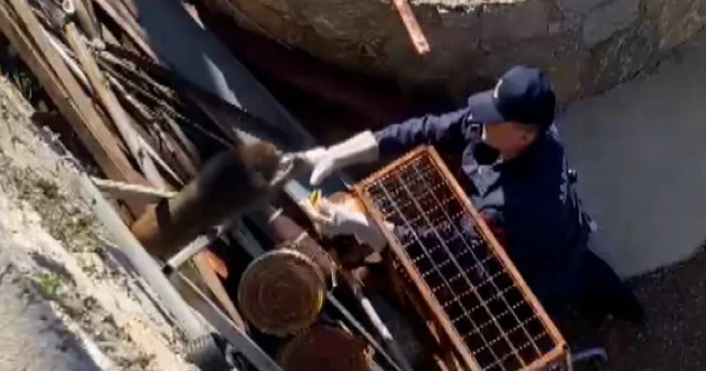 Muğla da tasmalı maymunu jandarma ekipleri yakaladı VİDEO İZLE