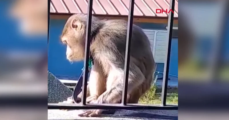 Muğla yı karıştıran maymun yakalandı! Muzlu son
