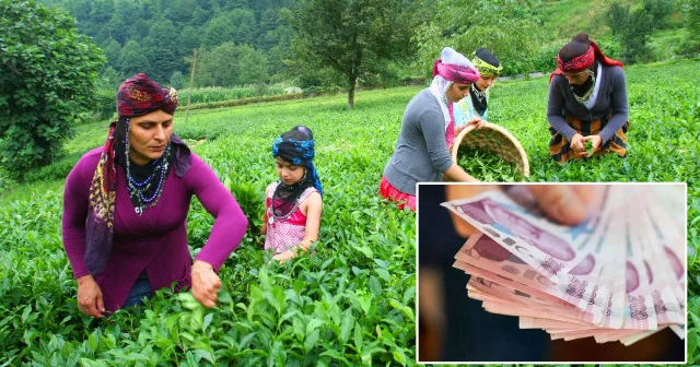 2025 yaş çay alım fiyatı belli oldu: Yeni bedel açıklandı Ekonomi Haberleri