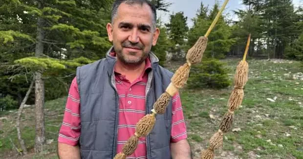Mersin haberleri Dağlarda yetişiyor! Bölge halkı ekip kurdu: Altın bulsak belki bu kadar sevinmeyiz 13 Mayıs 2025