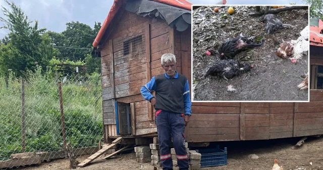 Kocaeli de sahipsiz köpeklerin saldırdığı 80 kümes hayvanı telef oldu Kocaeli Haberleri