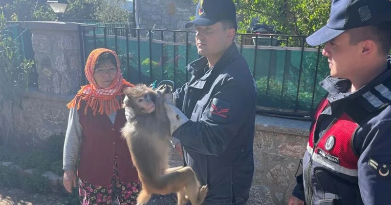 Maymun kaçtı, mahalleli kovaladı