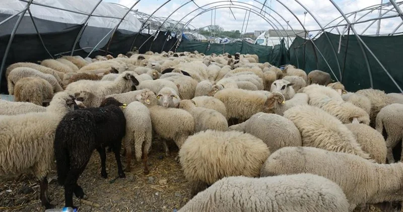 2025 Kurban kesim tedbirleri: Kurban Bayramında hangi hayvanlar satılamaz ve kesilemez, kesim nerede yapılabilir, kurban kesme kuralları neler?