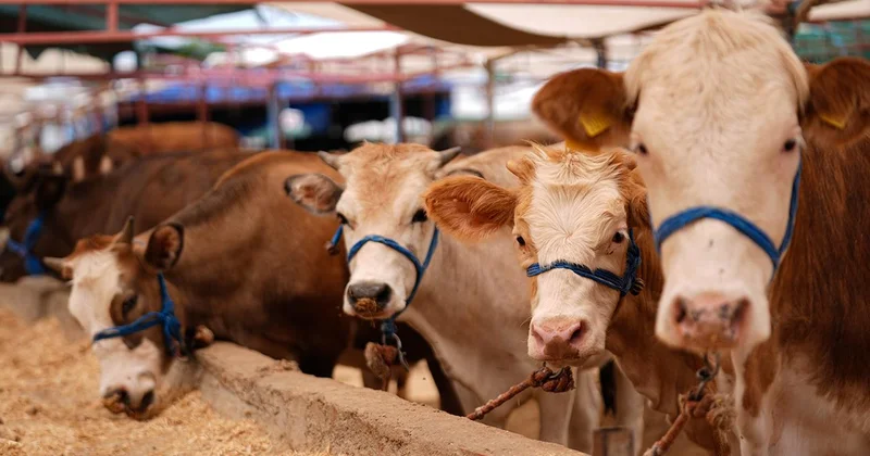 Bakanlıktan hastalık ve kesimlere ilişkin kurbanlık tedbirleri