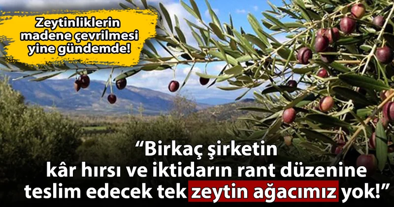 Zeytinlikleri maden sahasına açmak istiyorlar!: “Birkaç şirketin kâr hırsına teslim edecek tek zeytin ağacımız yok!
