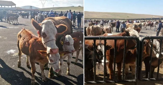 Bir ilde daha şap hastalığı krizi: 14 köy ve 4 mahalle karantina altına alındı Bayburt Haberleri
