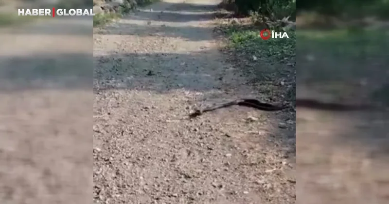 Yılanların çiftleşme ritüeli, Hatay da heyecan yarattı