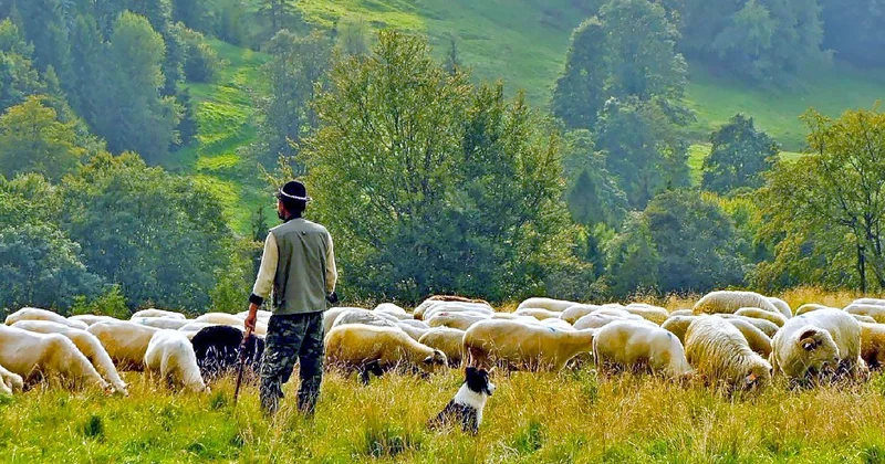 Yerli çoban kalmadı! Çobanlıkta ithal dönem başlıyor