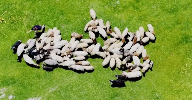Van yaylalarında yaz hareketliliği başladı: Karapet Yaylası küçükbaş sürülerle canlandı VİDEO İZLE