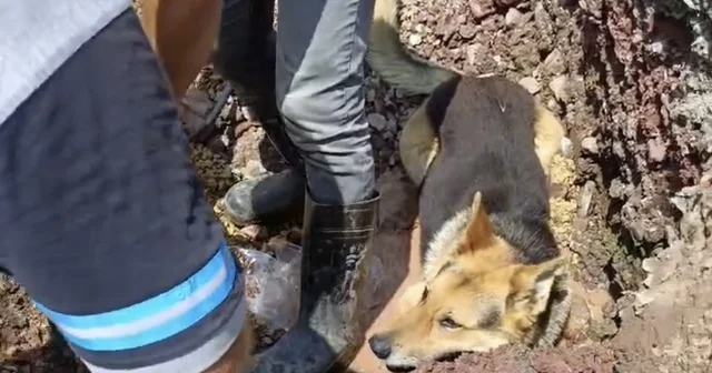 Kazı alanındaki su birikintisine giren köpek kamerada Kocaeli Haberleri