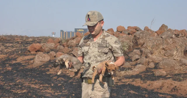 Yangında mahsur kalan yavru köpekleri jandarma kurtardı Gaziantep Haberleri