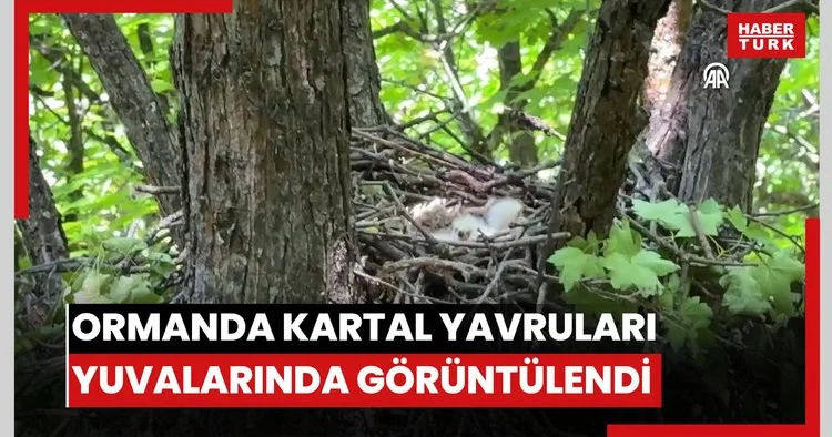 Bingölde 2 bin 100 rakımdaki ormanda kartal yavruları yuvalarında görüntülendi