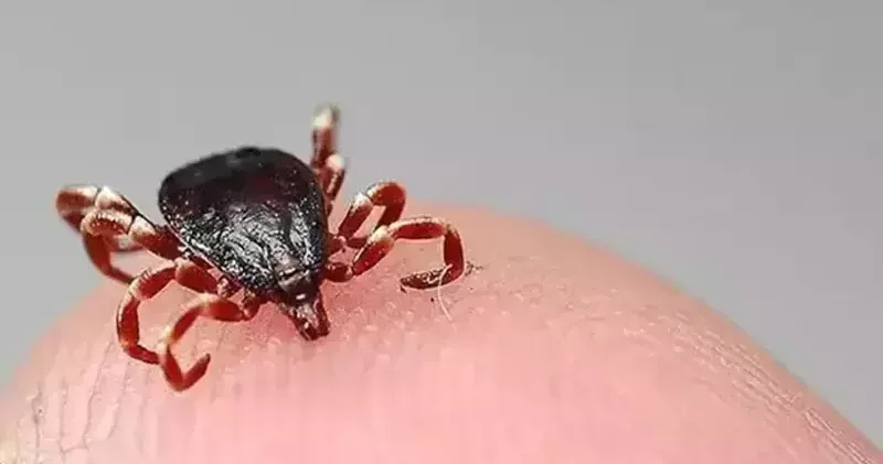 DKMP, kene ile mücadele kapsamında doğaya keklik ve sülün bırakacak