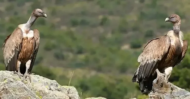 Onlar vahşi yaşamın sembollerinden... Afyonkarahisar da fotokapana yakalandılar