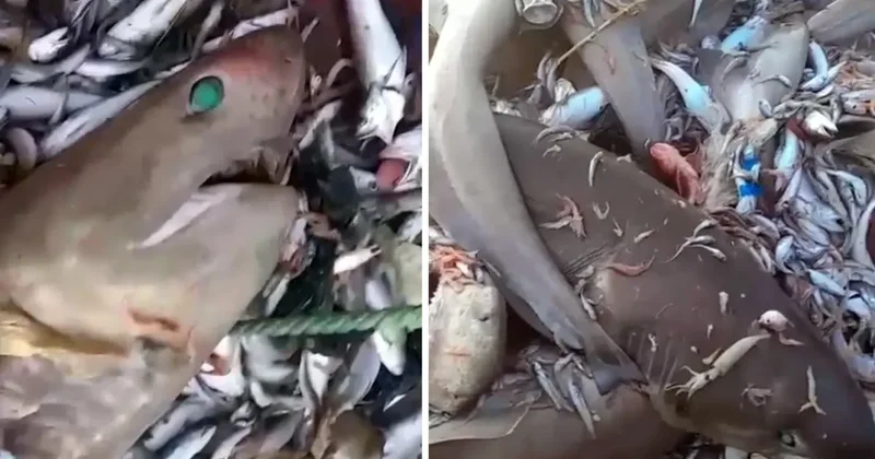 Mersin de 8 köpekbalığı ağa takıldı