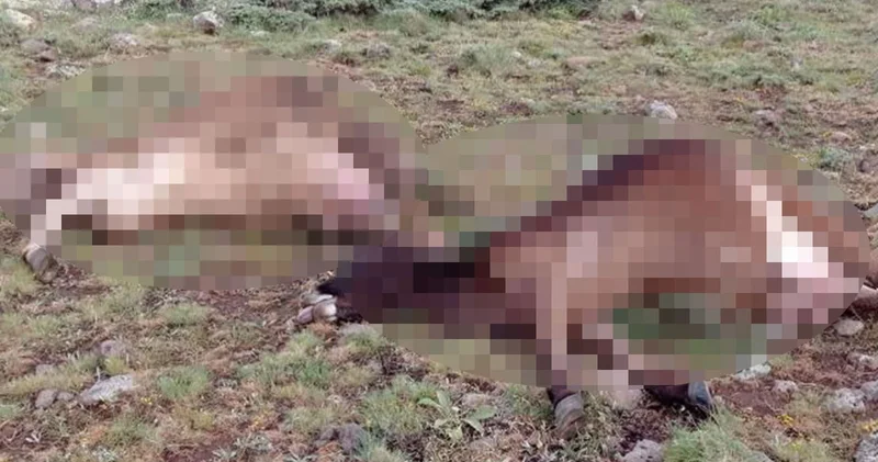 Sivas ta büyükbaş hayvanlara yıldırım isabet etti
