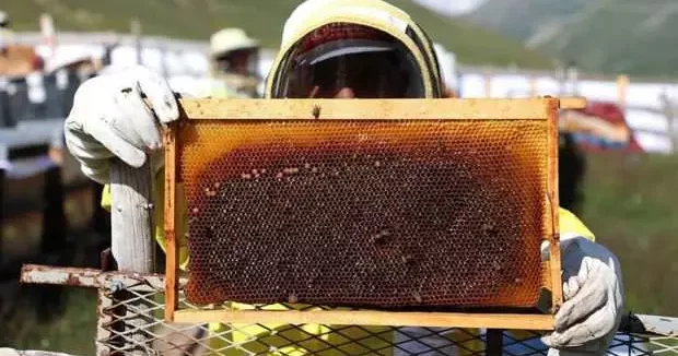 Rize haberleri Anzer balı krizi: Sahte ballara yönelik hukuki mücadele başlatıldı 13 Haziran 2025