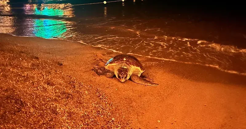 İnsanların ilgisi, yumurtlamak isteyen caretta carettayı denize geri döndürdü