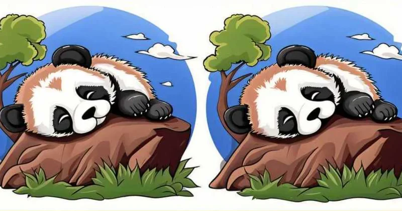 Kayaların üstünde uyuyakalan iki panda arasındaki 3 farkı sadece gerçek dahiler 12 saniyede buluyor