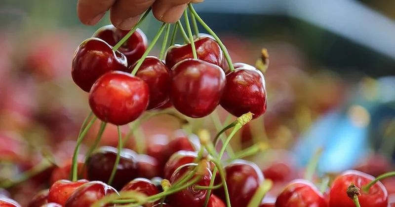 Vatandaş kiraza hasret kaldı: En ucuzu 500 TL! 1000 liraya kadar çıkıyor Sözcü Gazetesi