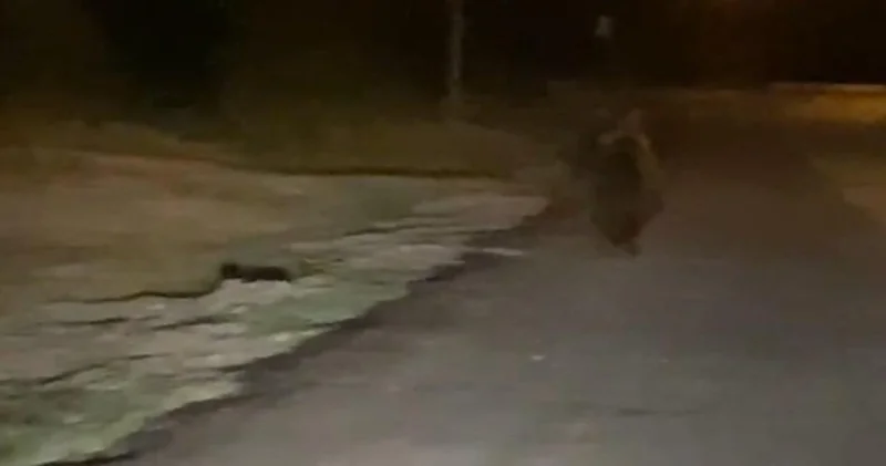 Ayı aracın önünde iki kilometre koştu