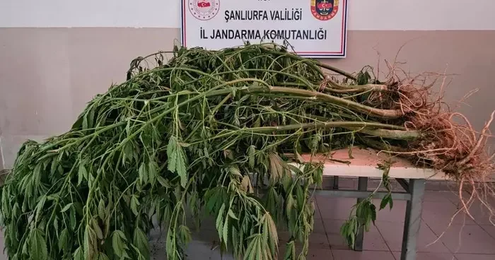 Şanlıurfa da jandarmadan uyuşturucu operasyonu