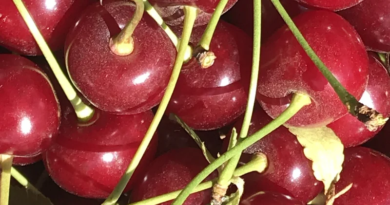 Kilo fiyatı 125 liraya geriledi! Yaz meyvesinde kalite fiyatı etkiledi