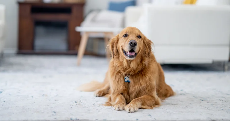 Köpek yaşı gerçekten yedi yıl mıdır? Veterinerler uyarıyor: Köpeğinizin yaşı sandığınızdan çok daha farklı olabilir!