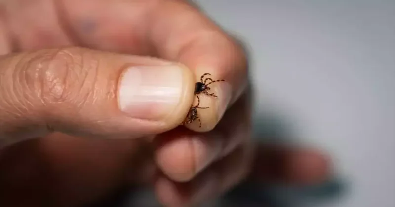 Kene riski Türkiye de hangi bölgelerde yüksek? Uzmanı açıkladı...