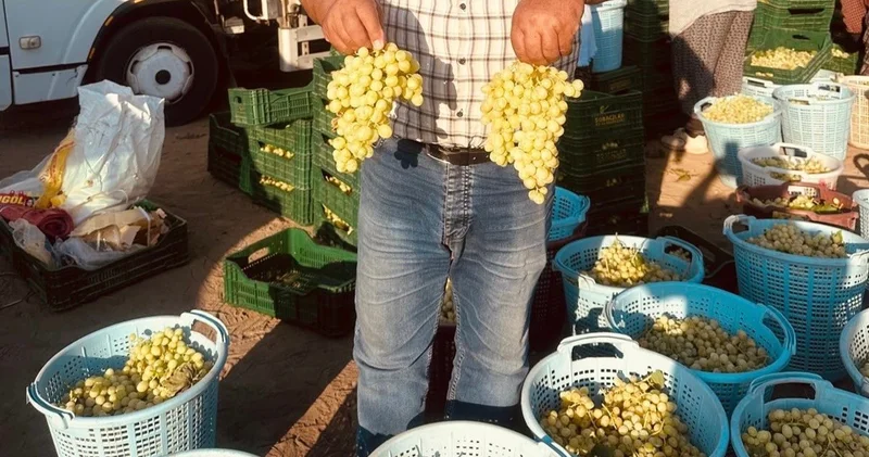 Sarıgöl’de erkenci üzümler hasat ediliyor