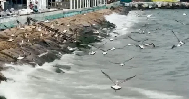 Tekirdağ da etkili olan poyraz deniz ulaşımını olumsuz etkiledi VİDEO İZLE